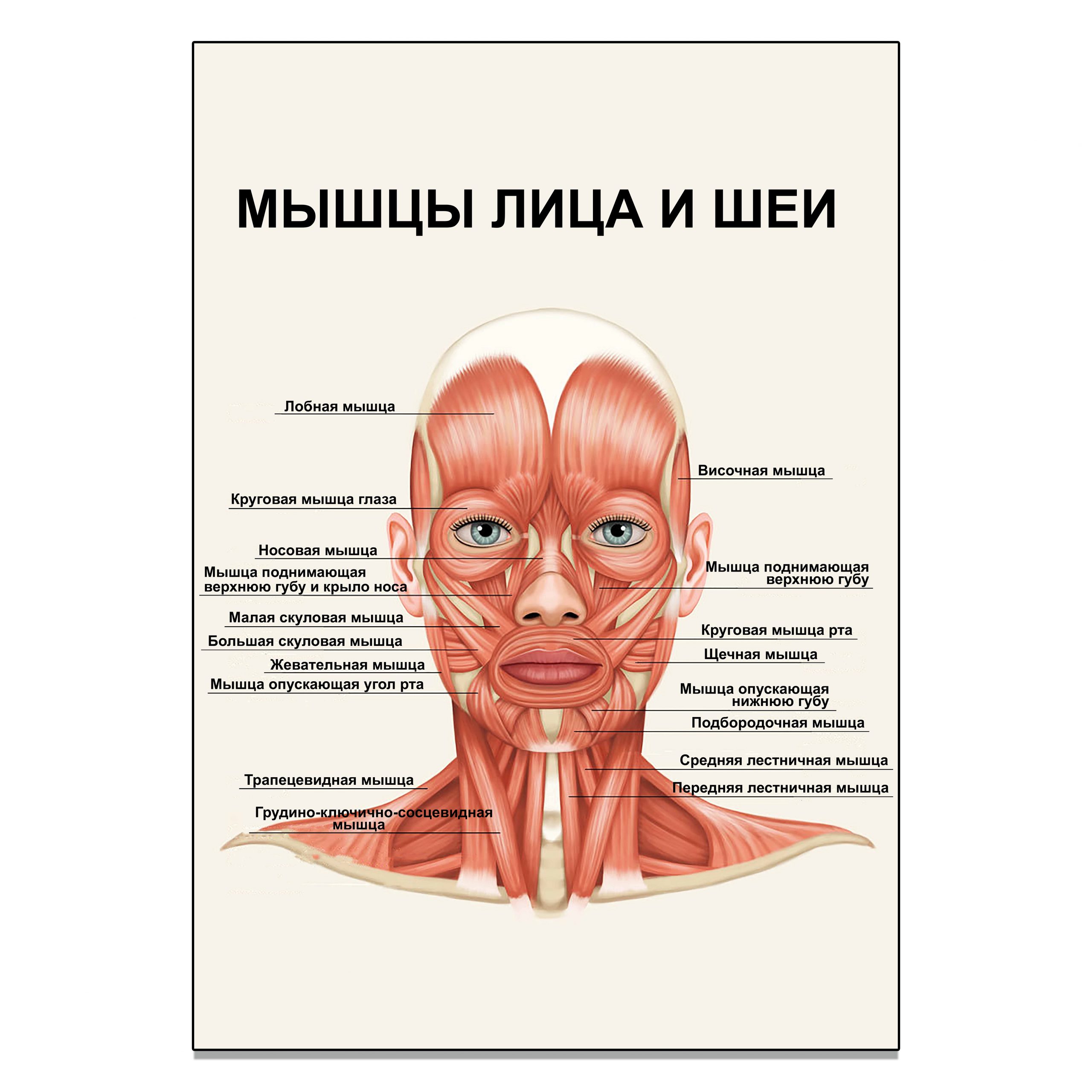 Плакат Мышцы лица и шеи А0