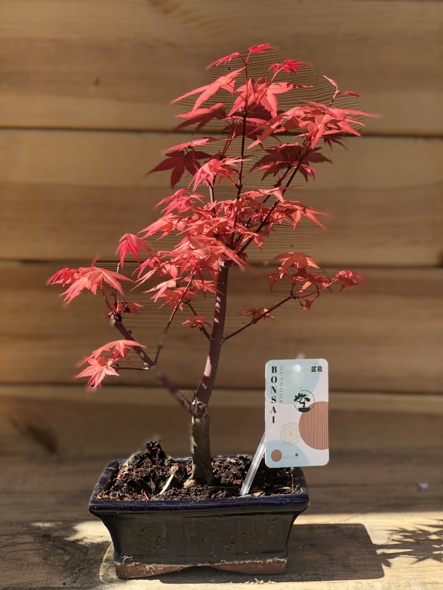Японский клен Rovinsky Garden Japanese maple Bonsai Atropurpureum 25-35 см RG010