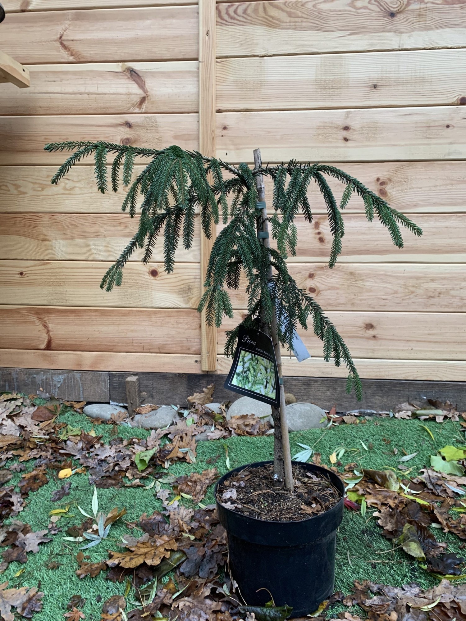 Ялина східна Rovinsky Garden Ауреоспіката Picea orientalis Aureospicata 70-90 см (об'єм горщика 4 л) RG315