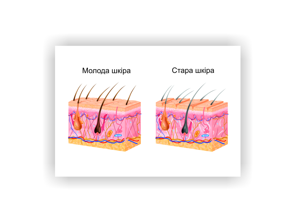 Плакат Vivay Молодая кожа Старая кожа 30 х 40 см Белый