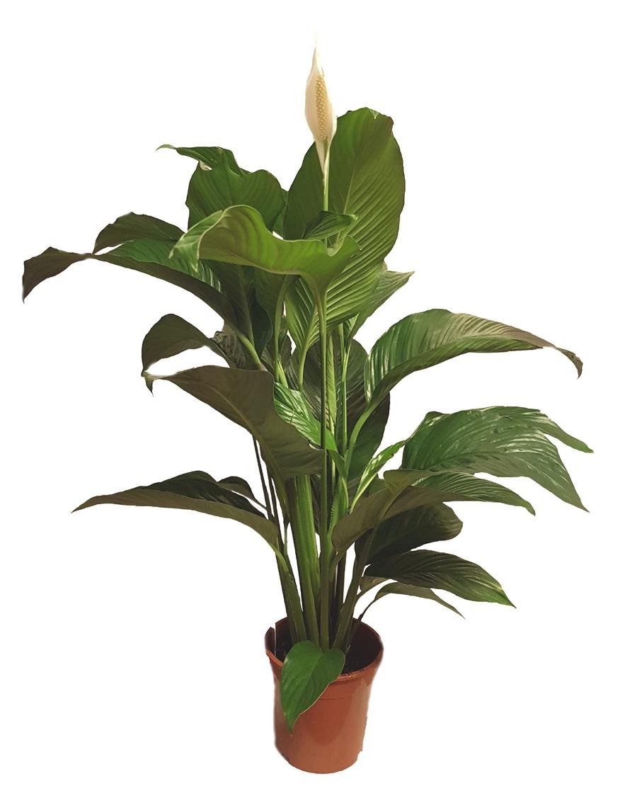 Спатифиллум Сенсация Florinda (Spathiphyllum Sensation), 2 растения в горшке, 130см, объем горшка 6л