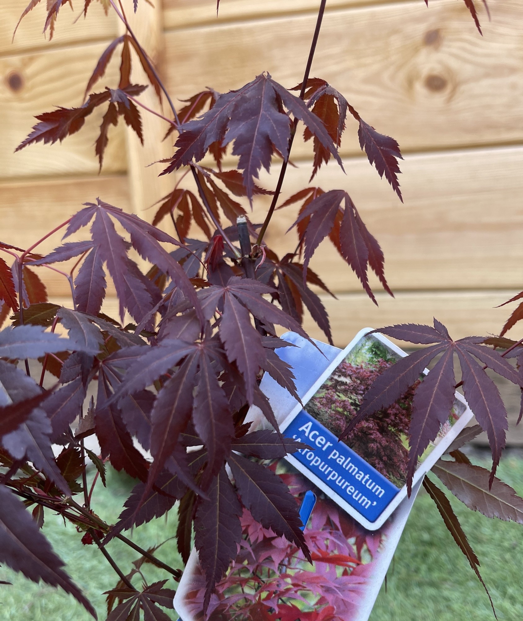 Японский клен Rovinsky Garden (Japanese maple) Atropurpureum 70-90 см (объем горшка 3 л) RG001