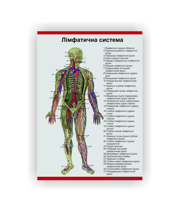 Плакат Vivay Лімфатична система 40х60 см Білий