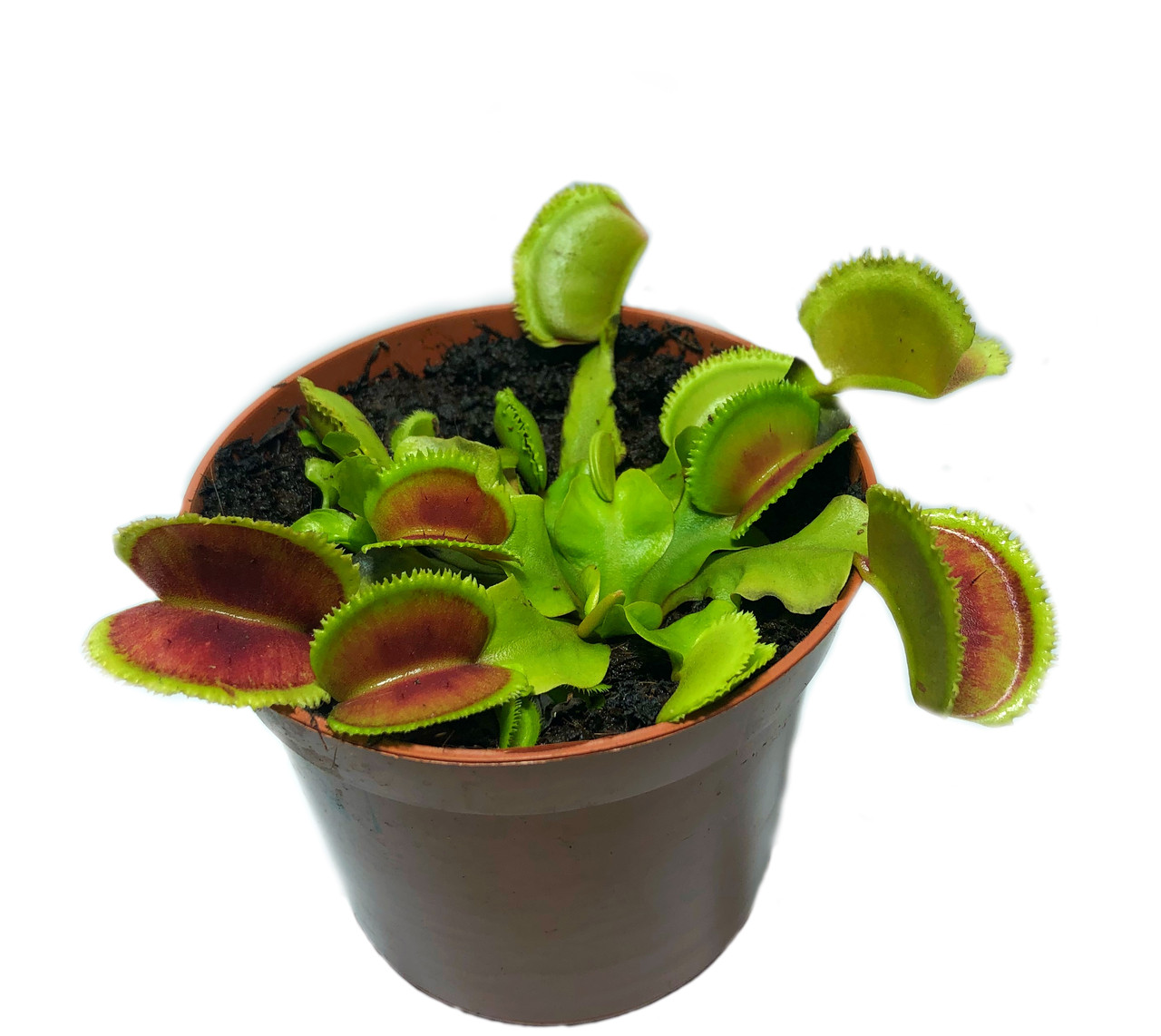 Растение Хищник Венерина мухоловка Дентана L AlienPlants Dionaea muscipula Dentate Plants (SUN0016CP)
