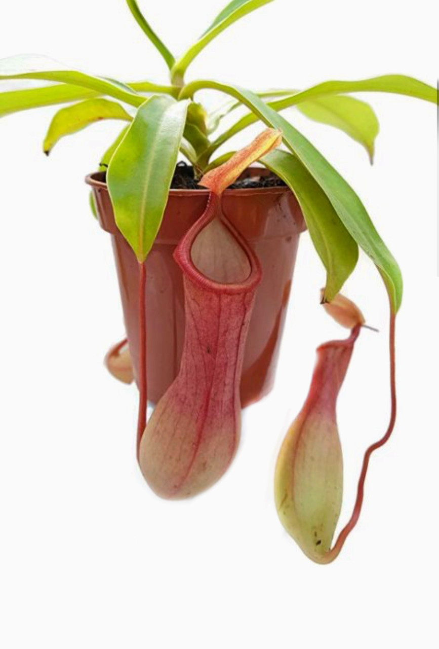 Рослина хижак Непентес Алата AlienPlants Nepenthes Alata Plants (SUN005CP)