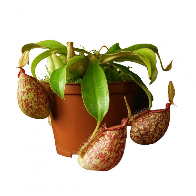 Рослина хижак Непентес Хукеріана AlienPlants Nepenthes Hookeriana Plants (SUN006CP)