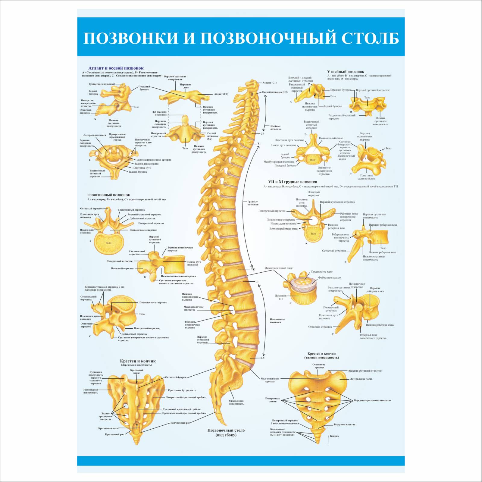 Плакат Vivay “Хребці та хребетний стовп” А2 (a8224c-5040-1)