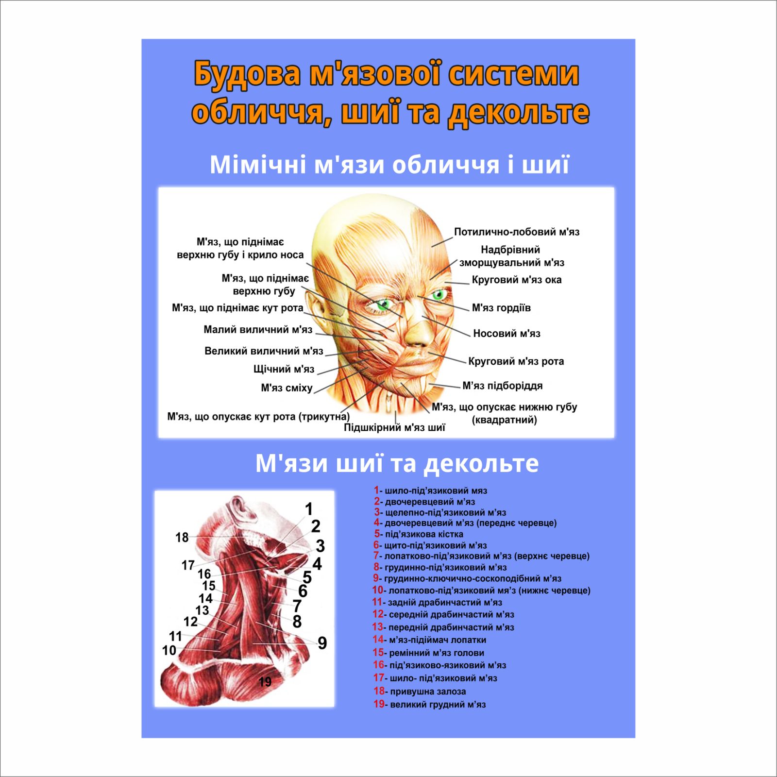 Плакат Будова м`язової системи обличчя, шиї та декольте А1