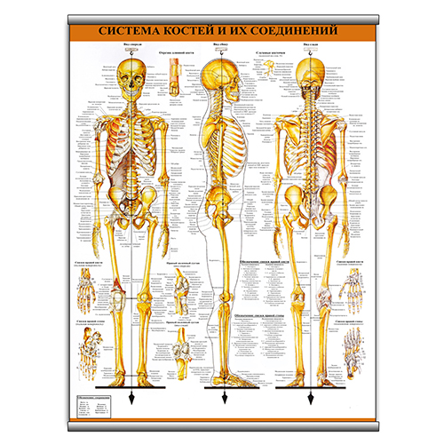 Плакат Vivay Система кісток та їх з'єднань (9060)