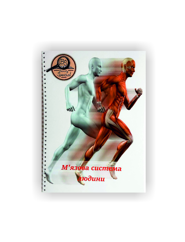 Методичний посібник Vivay М’язова система людини А4 40 стор Різнокольоровий
