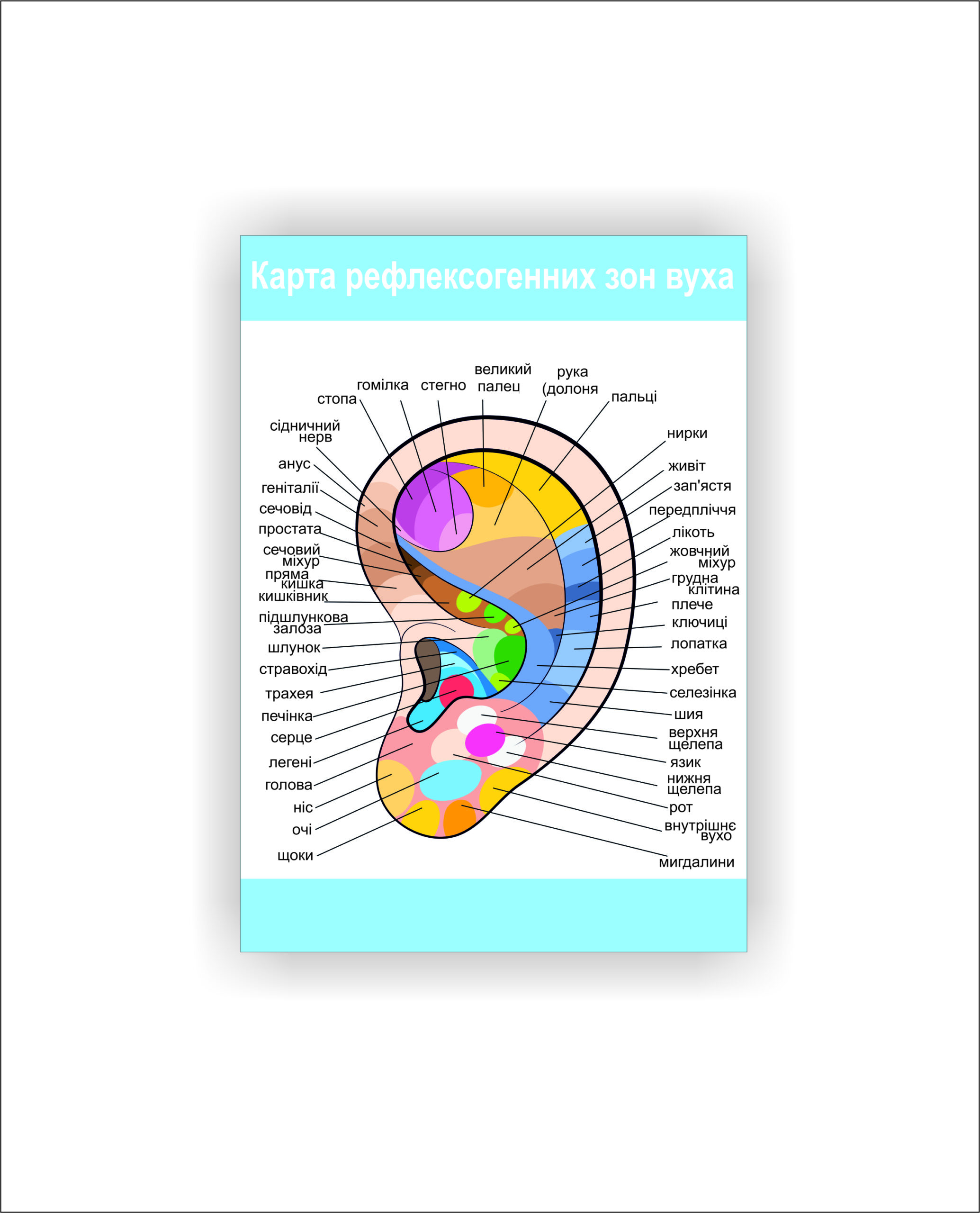 Плакат Vivay Карта рефлесогенних зон вуха 30х40 см Білий