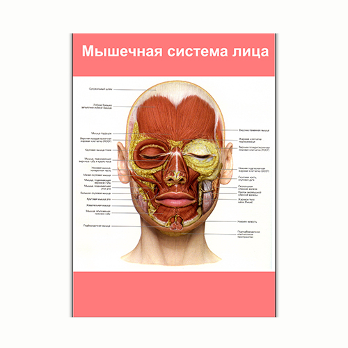 Плакат Vivay Мышечная система лица А0 (8205)