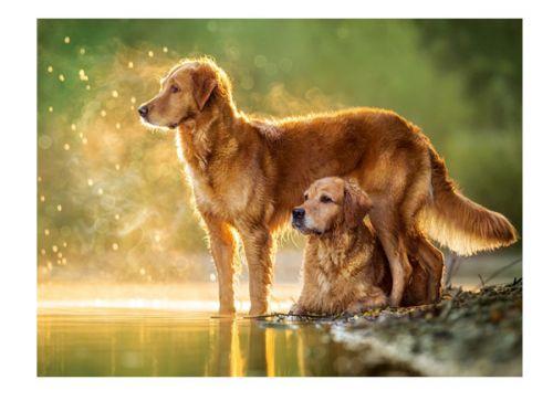 Пазлы Castorland Собаки у озера 180 элементов