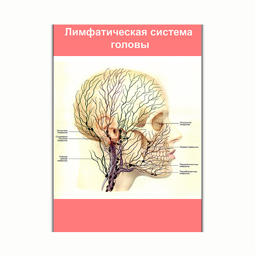 Плакат Vivay Лімфатична система голови А3 (8184)