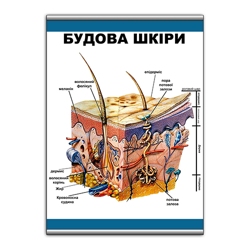 Плакат Vivay Будова шкіри з планкою А3 (9102)