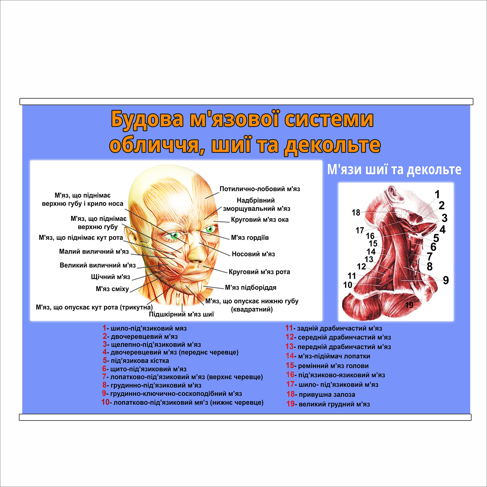 Плакат Vivay “Будова м'язової системи обличчя, шиї та декольте” А3 (8874)