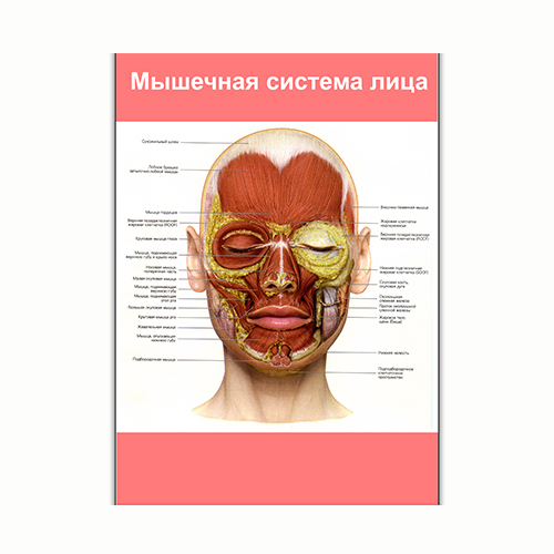 Плакат Vivay Мышечная система лица А2 (8207)
