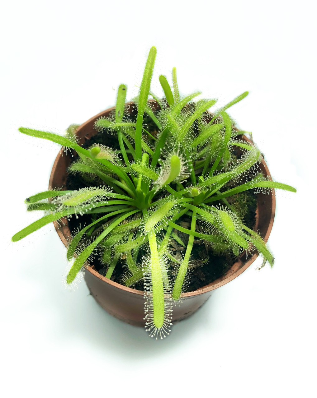 Рослина хижак Росянка Капська AlienPlants Drosera Capensis Plants (SUN0011CP)