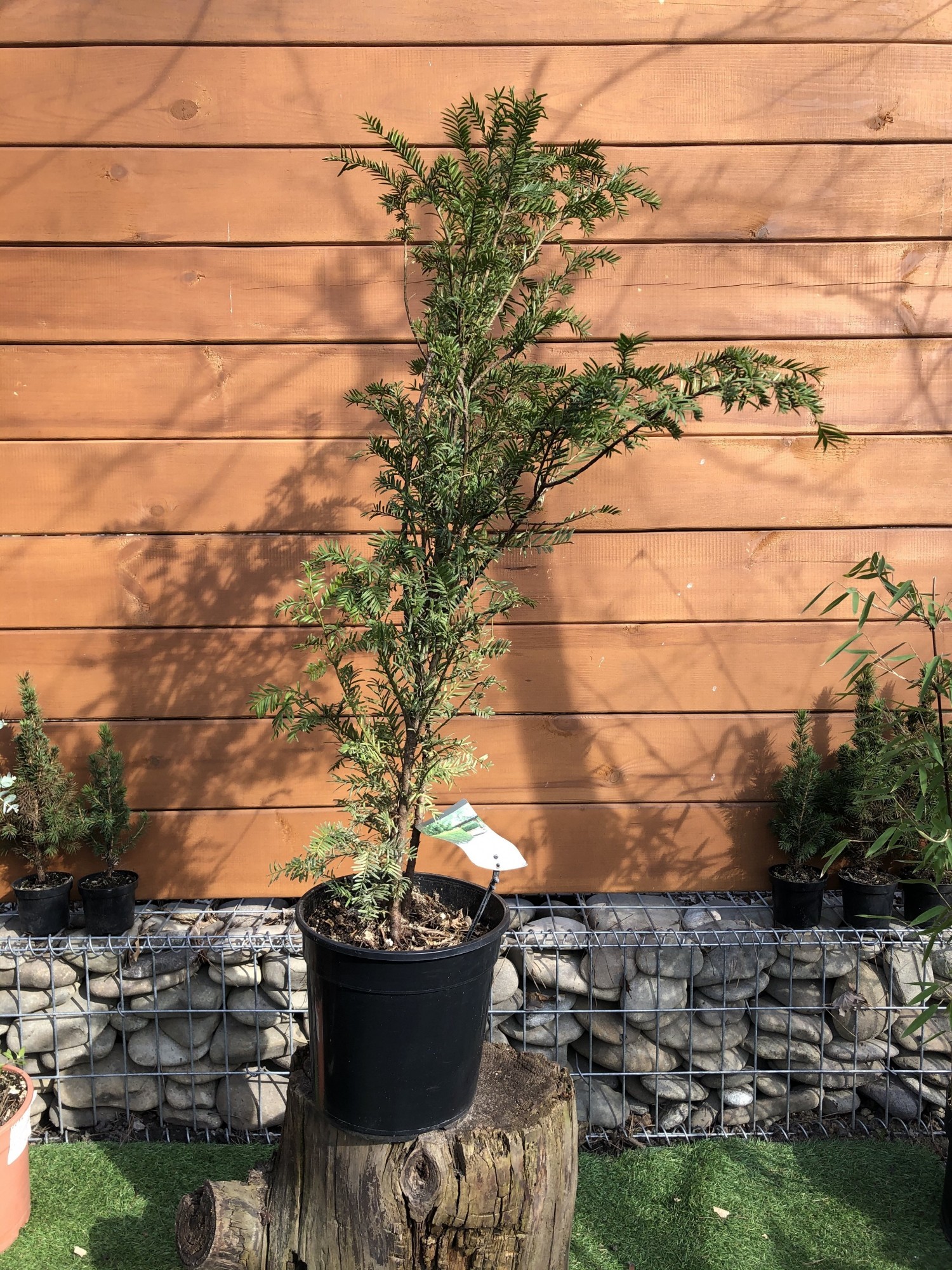 Тис ягідний Rovinsky Garden Taxus baccata 90-110 см 4л (RG551)