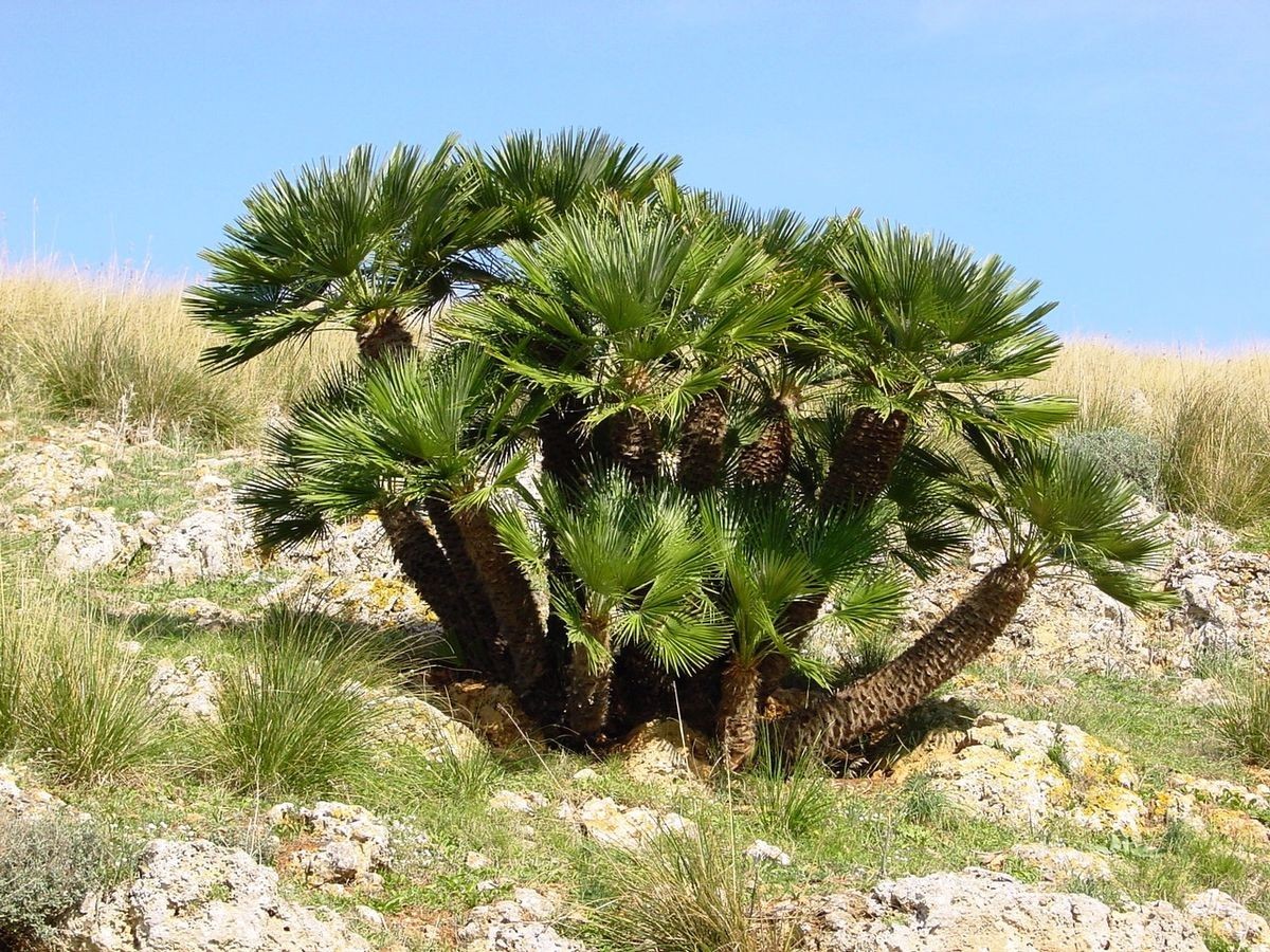 Пальма Хамеропс віяла Florinda Chamaerops Humilis, 130см, об'єм горщика 5л