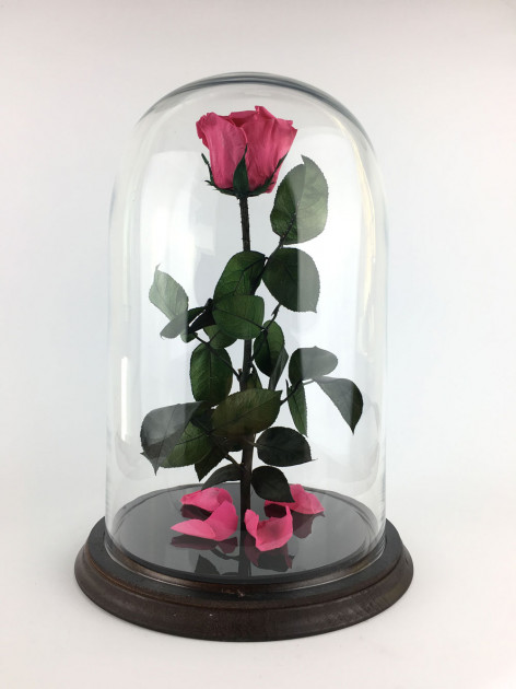 Стабілізована троянда Rose Ecuador Рожева (28 см) (Roze_P)