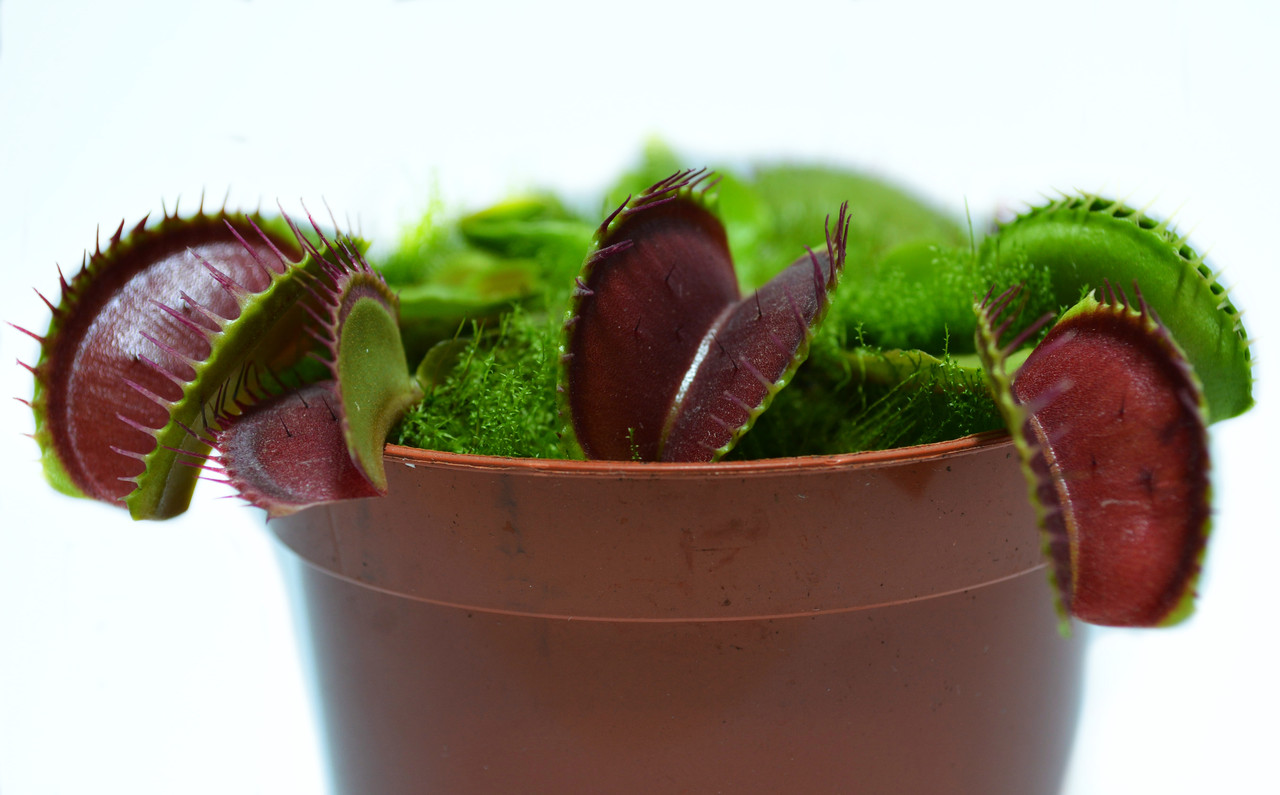 Рослина хижак Венерина Мухолівка AlienPlants B52 Dionaea muscipula B52 L (SUN0001CP)