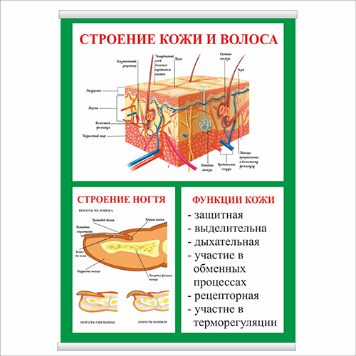 Плакат Vivay Будова шкіри та волосся з планкою А0 (8983)