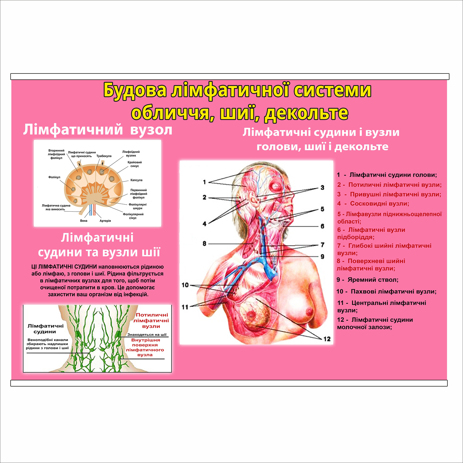 Плакат Vivay “Будова лімфатичної системи обличчя, шиї, декольте” А0 (8855)