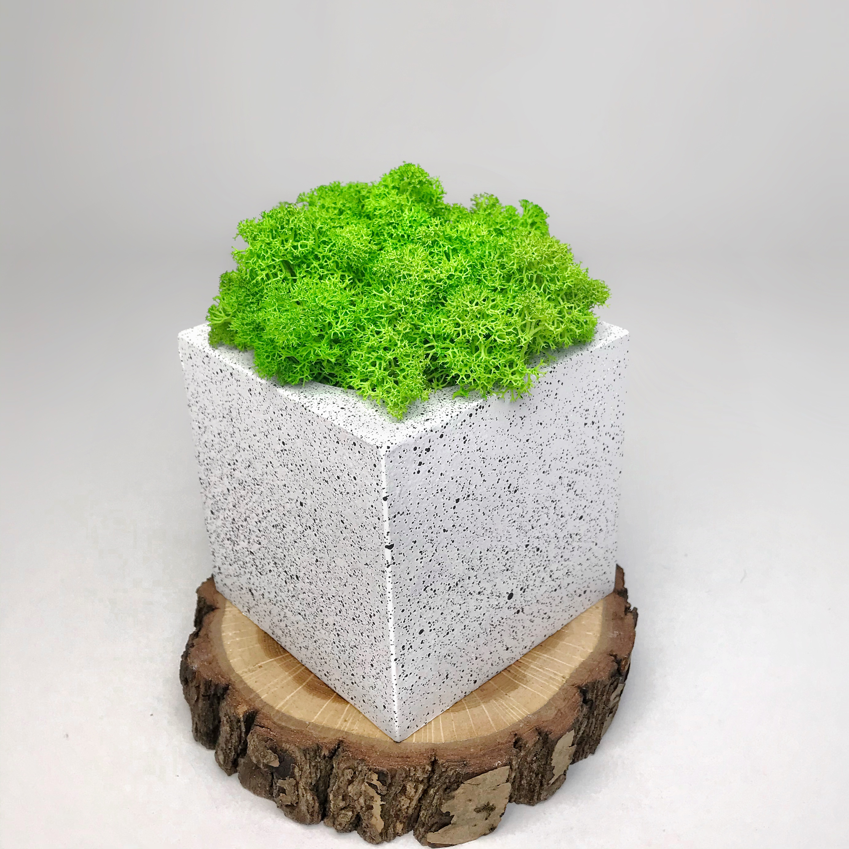Гіпсове кашпо з стабілізованим мохом KoTs Куб 15 см Білий/чорний