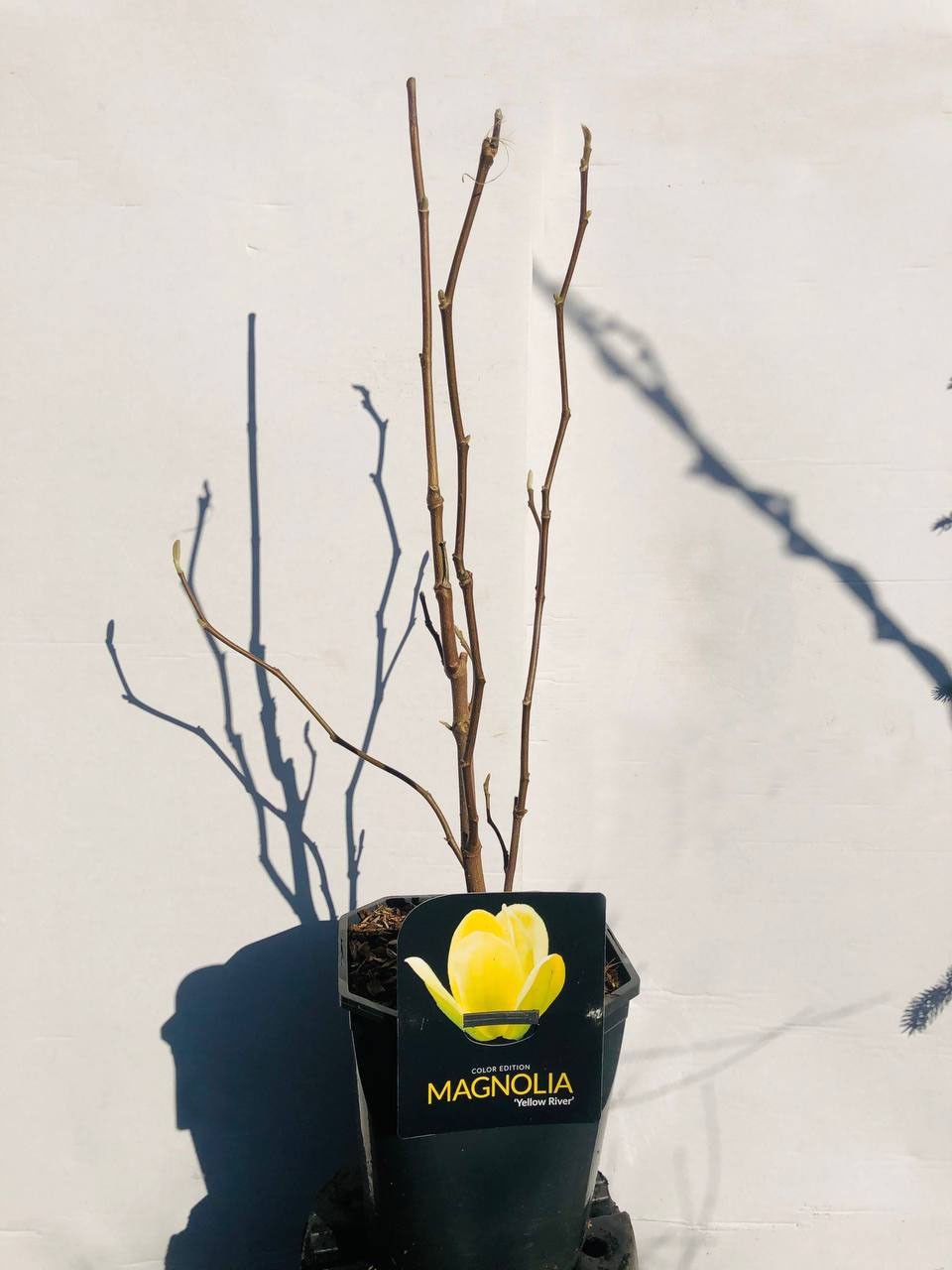 Магнолія Rovinsky Garden Yellow Riwer ⌀23 60-80 см