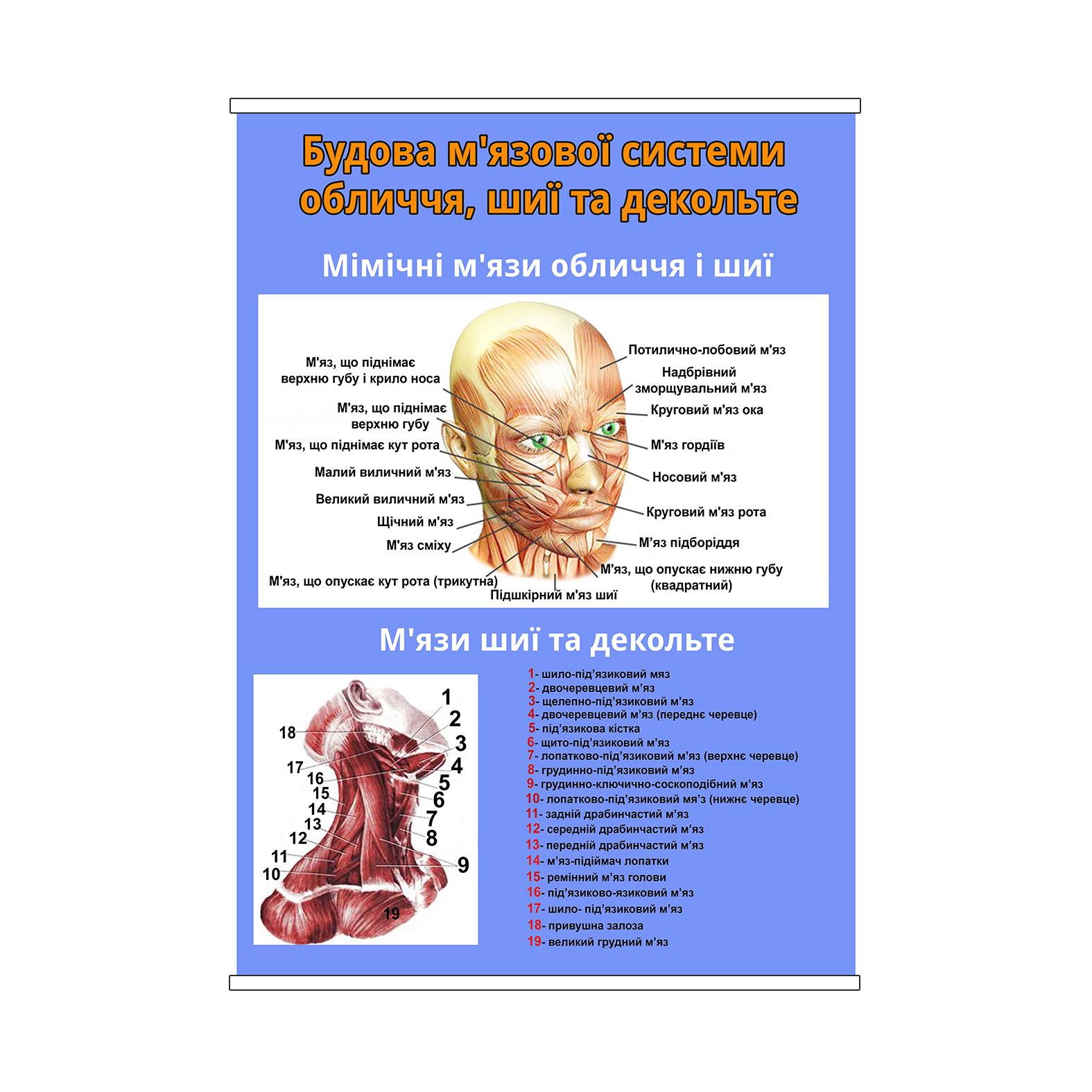 Плакат Vivay Будова м'язової системи обличчя, шиї та декольте А0