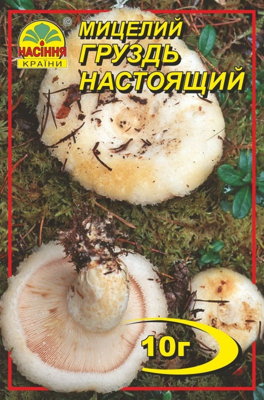 Міцелій грибів Насіння країни Груздь 10 г