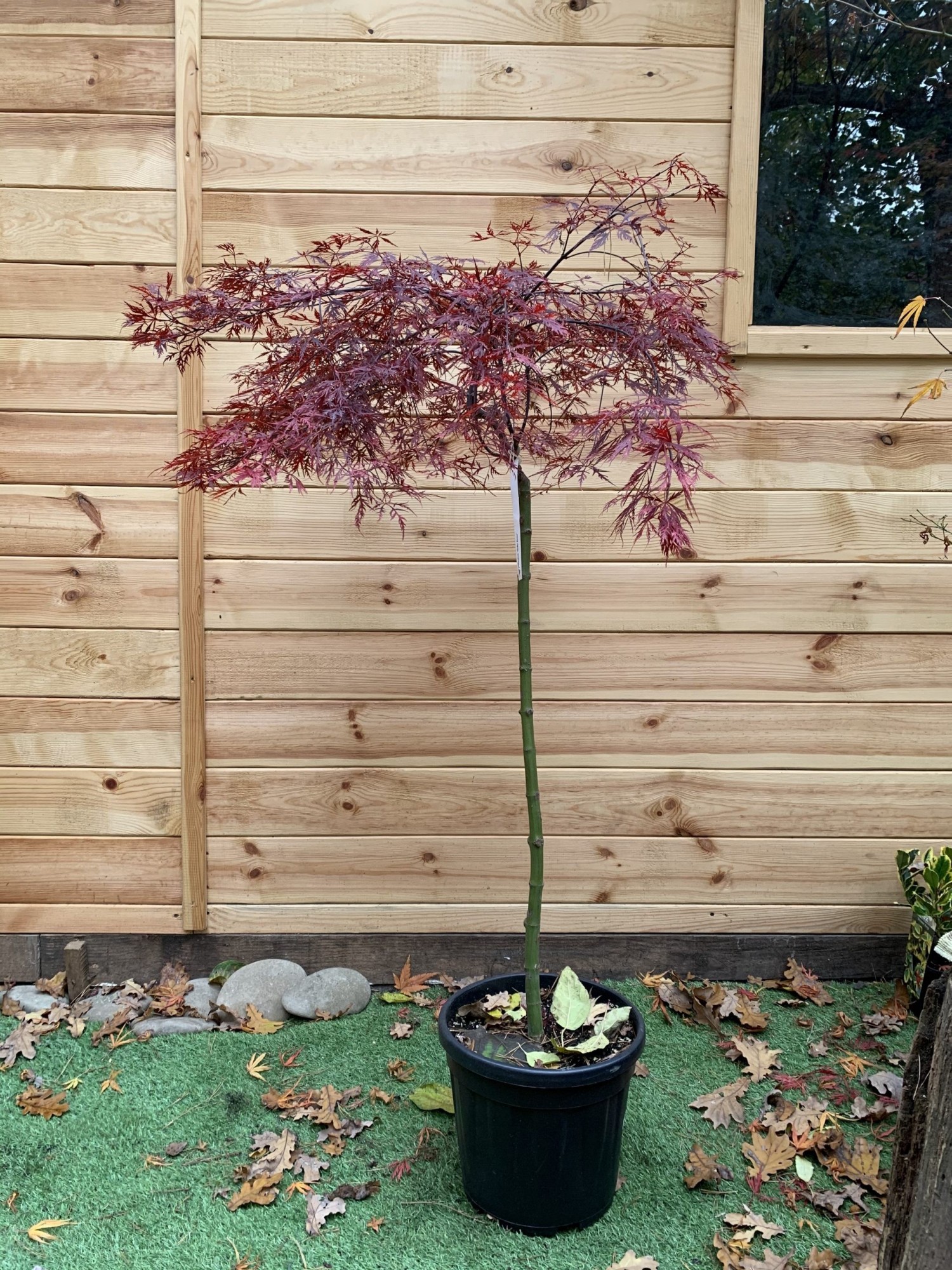 Японський клен Acer Palmatum Stella Rossa Rovinsky Garden 130-150см 15 л (RG292)