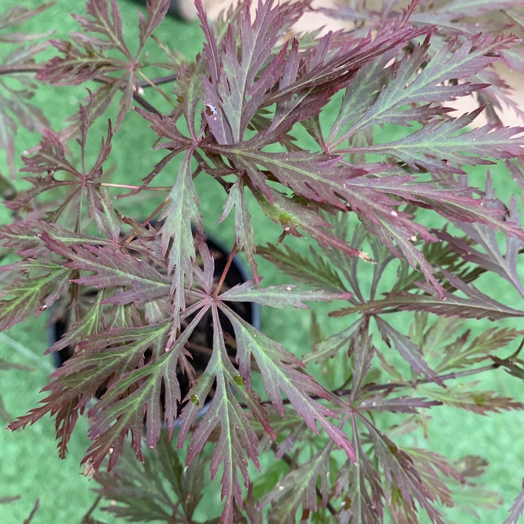 Японський клен Florinda Japanese maple, acer palmatum Garnet, 60-80см, об'єм горщика 3л